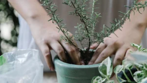 indoor plant